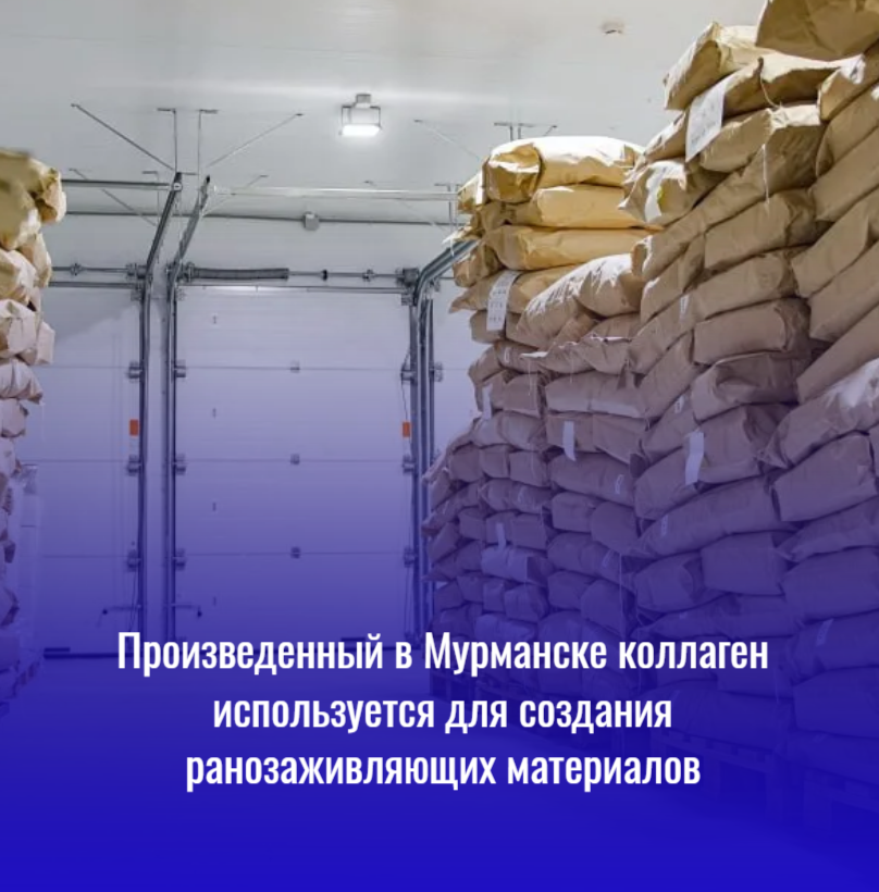 Морской коллаген производства мурманской компании «РММ Биоинновации» (бренд KolaCollagen) используется для создания новых медицинских материалов.